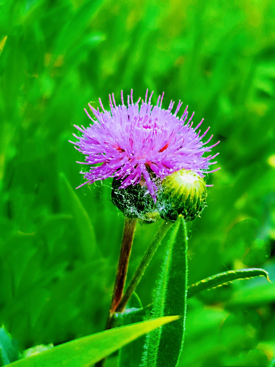 菊科蓟属植物 - 不负夕阳 - 图虫