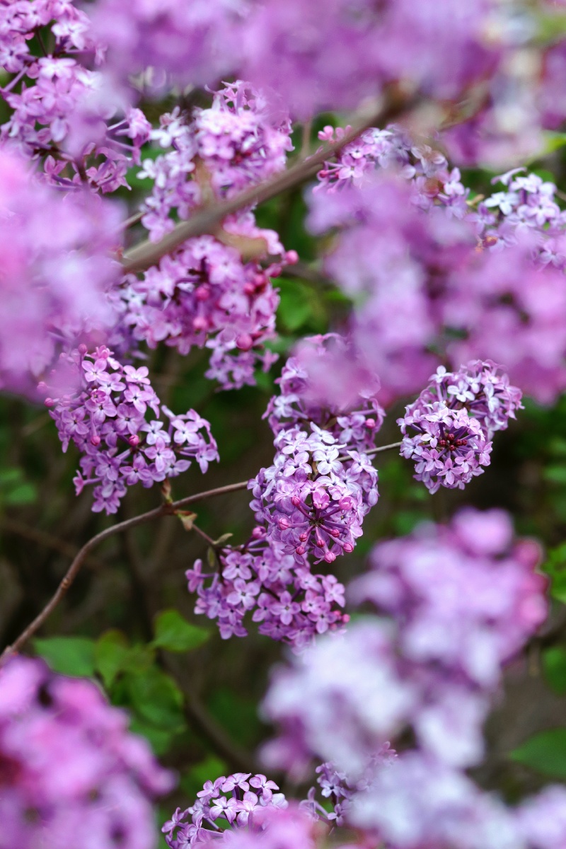 华北紫丁香