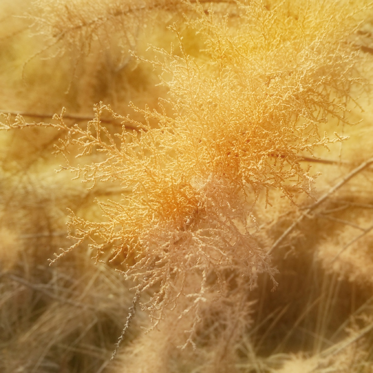 冬之柽柳摄影@天南