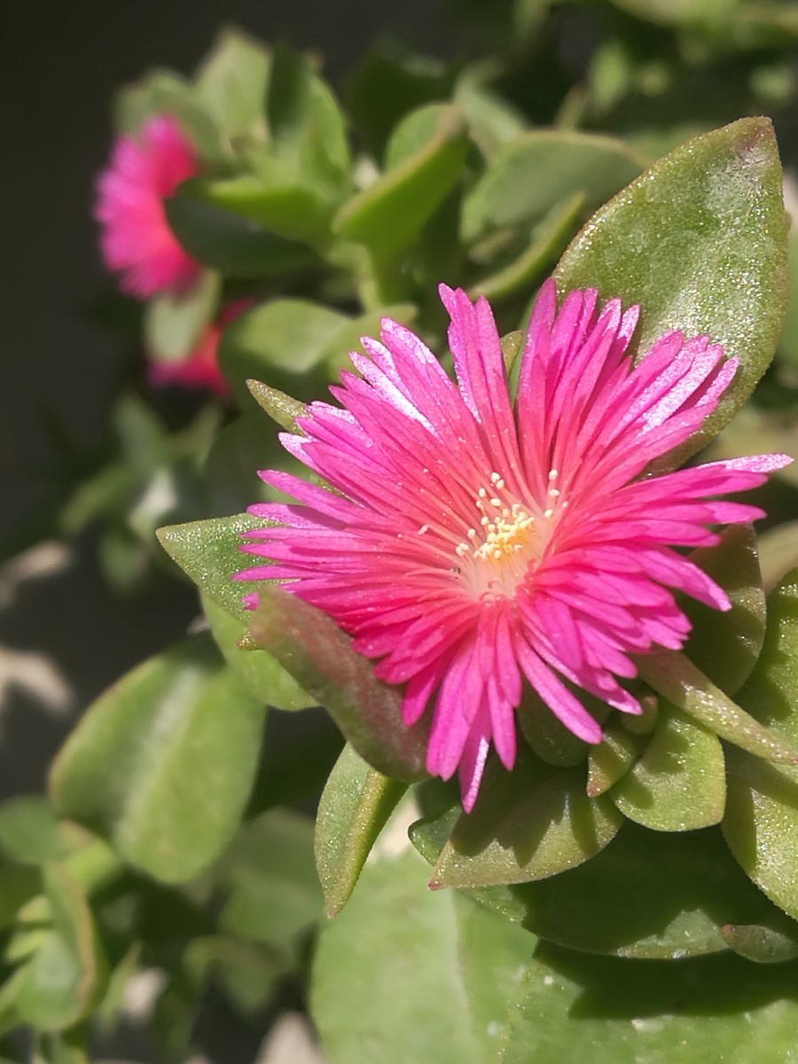 心叶日中花摄影