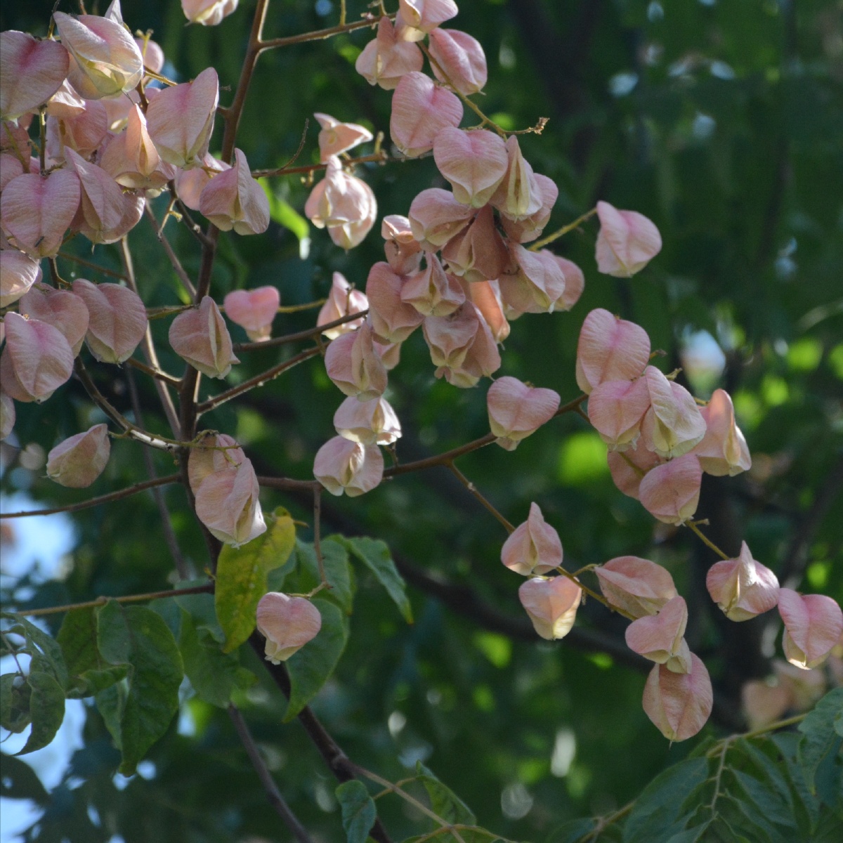 秋天的栾树摄影