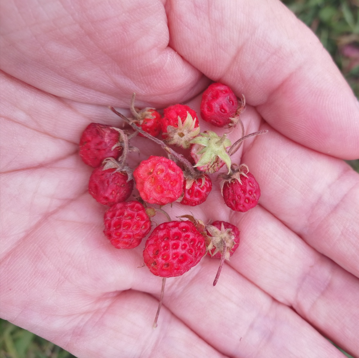 遇见森林草莓摄影