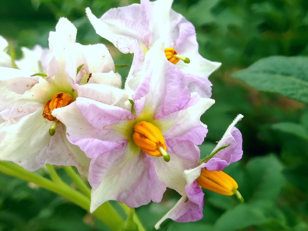 阳芋阳芋又称洋芋俗名土豆
