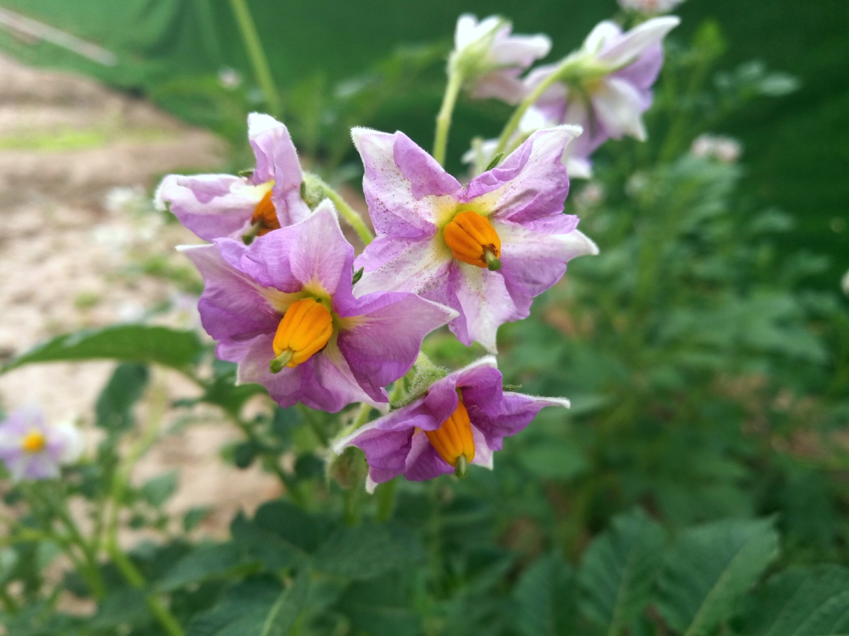 阳芋阳芋又称洋芋俗名土豆