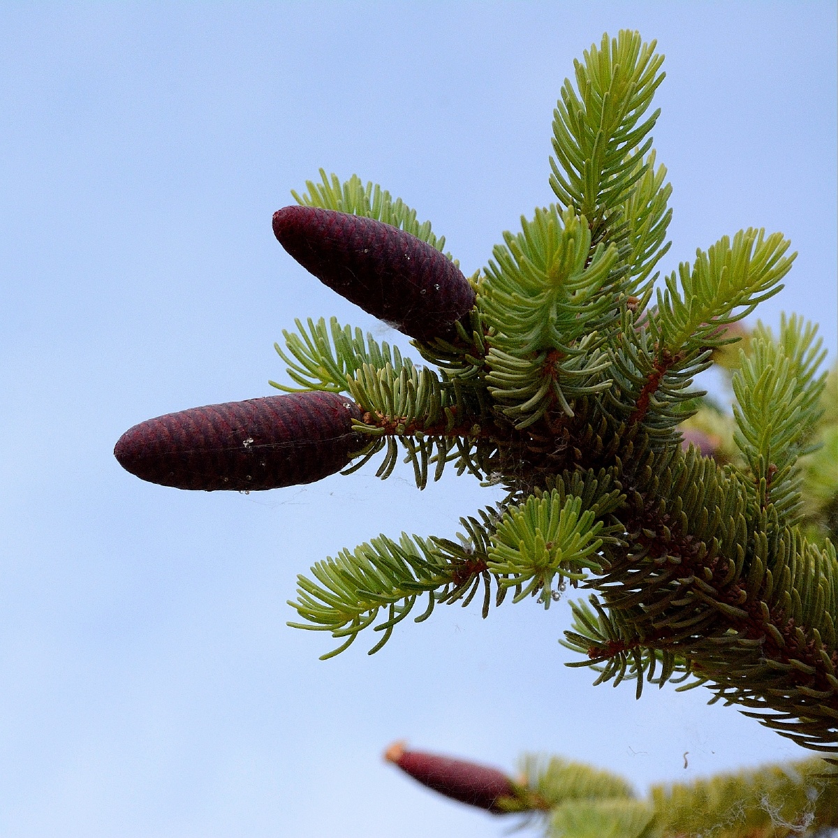 夏季的云杉摄影
