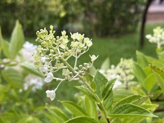 B40F3177-85F7-454C-99C5-77BD8EF8A503/L0/001