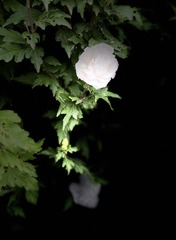 02B9CC47-DD92-444B-8314-99CF7C80AB2A/L0/001