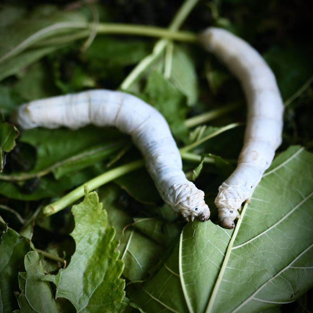 第49天0261蚕宝宝的一生拍摄于家中李菁摄影梦想学院手机美学班