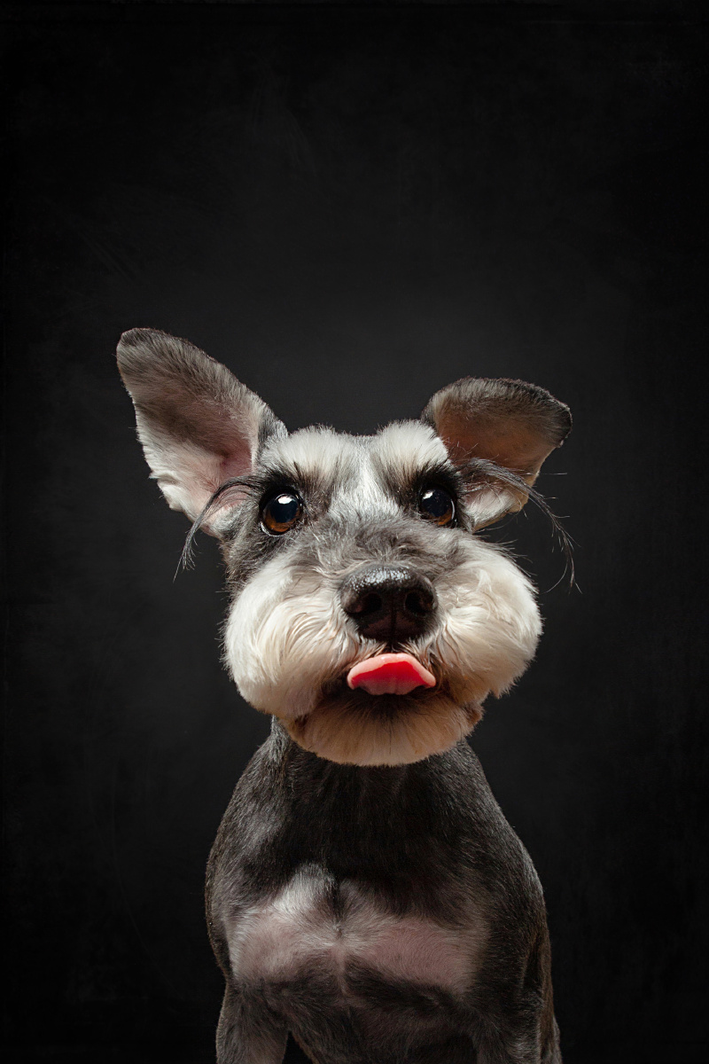 宠物摄影-大头照