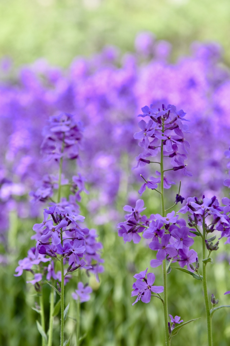 蓝香齐放紫蕙芬芳