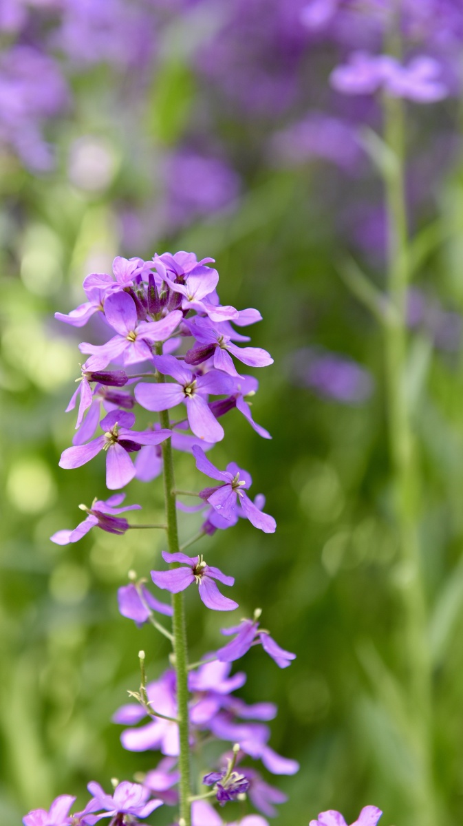蓝香齐放紫蕙芬芳