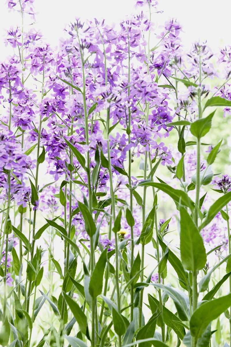 蓝香齐放紫蕙芬芳