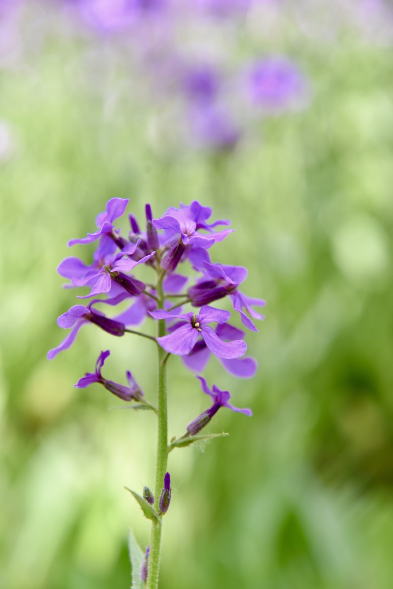 蓝香齐放紫蕙芬芳
