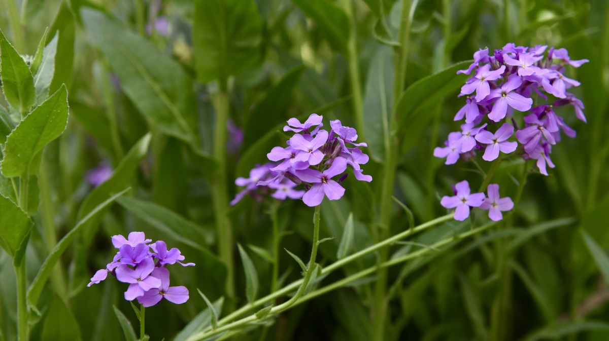 蓝香齐放紫蕙芬芳