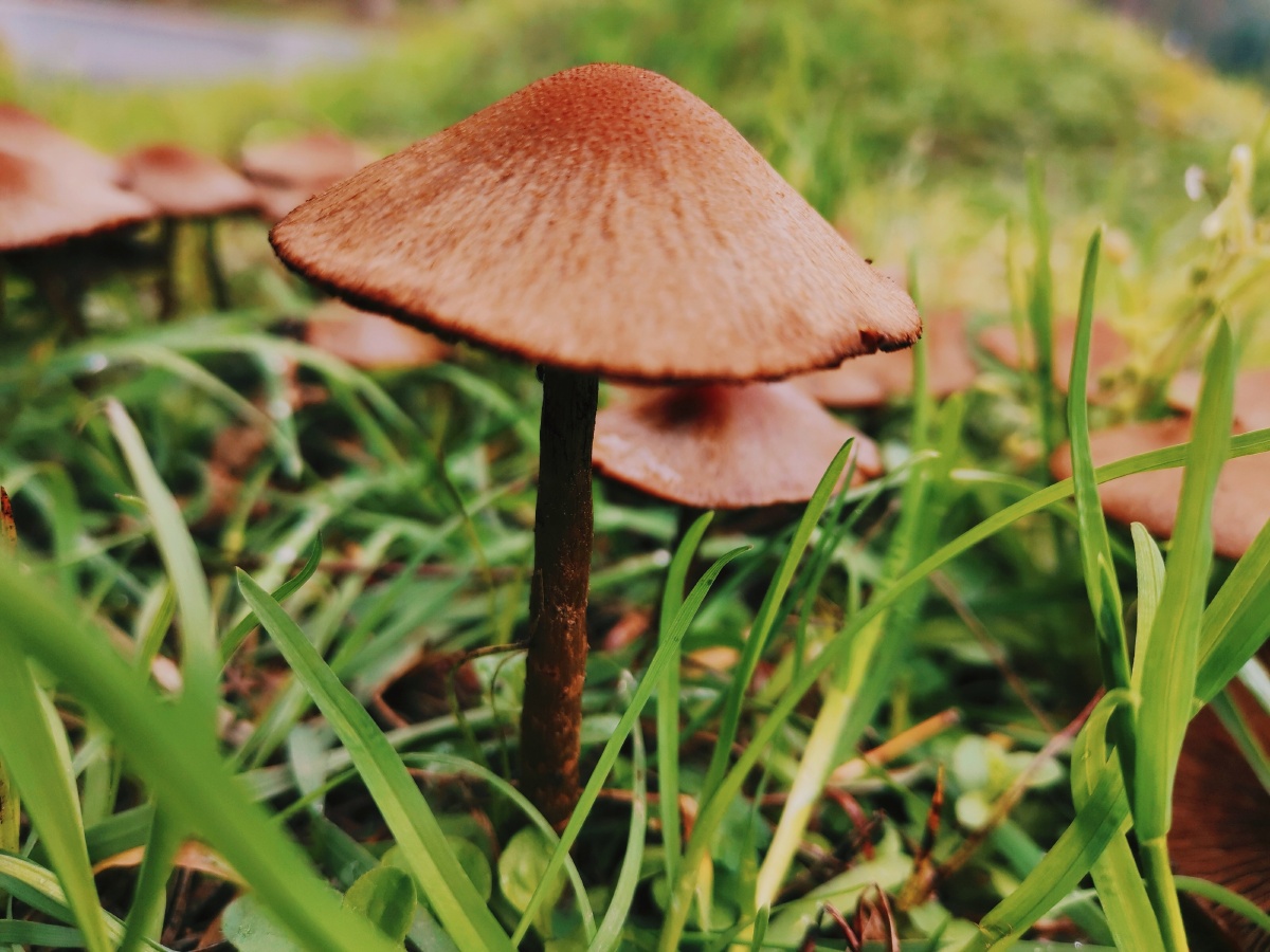 可爱的雨后春菇