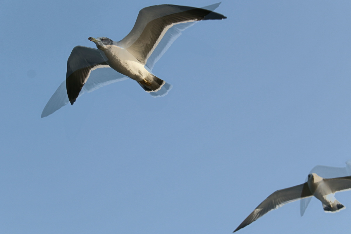 高尔基笔下的《海燕》