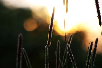 狗尾草与夕阳1