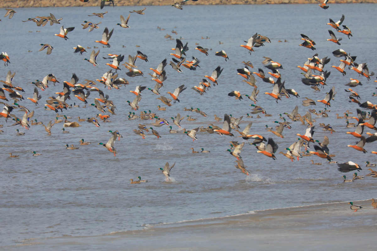 迁徙的季节野鸭满天飞