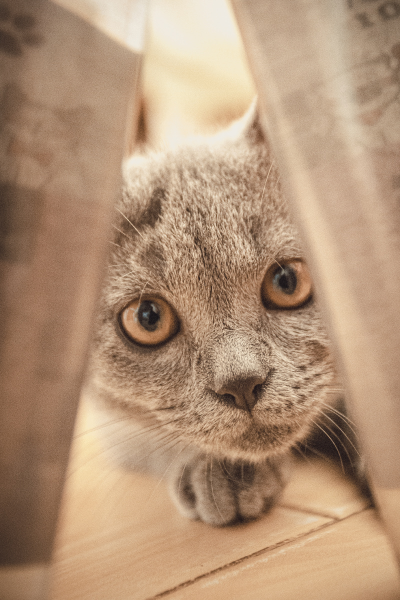 猫咪眼睛很神奇从那个角度看都是在盯着你