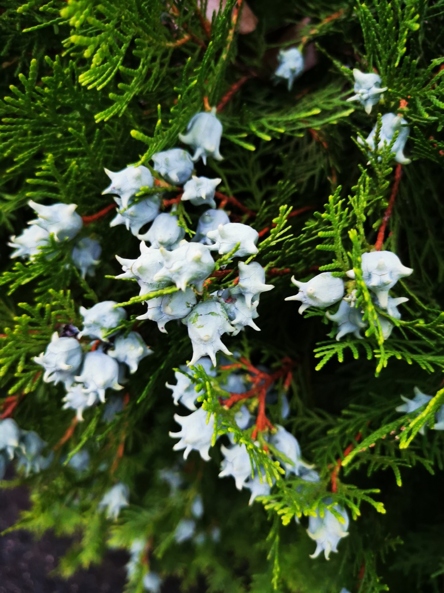 蚂蚁森林种的侧柏结果子是这样的呀