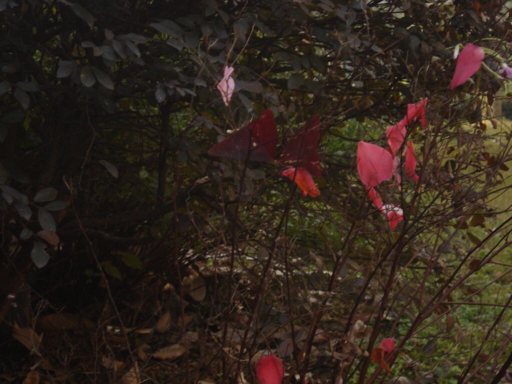 枯木与花朵