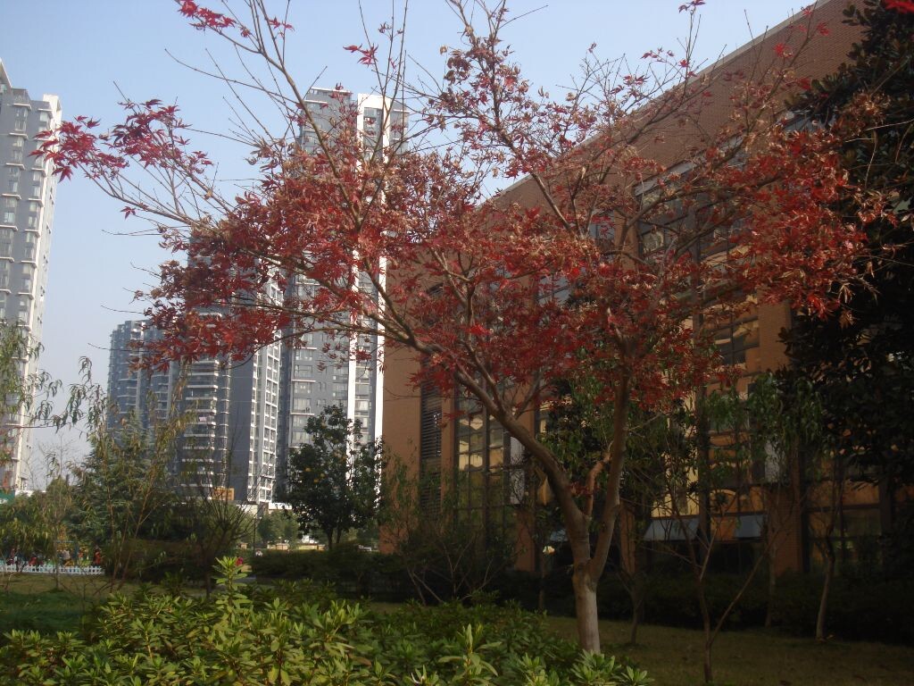 红霞