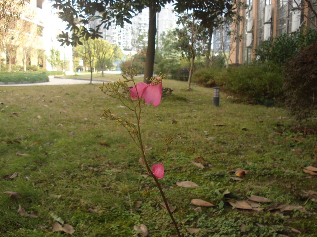 一支独立