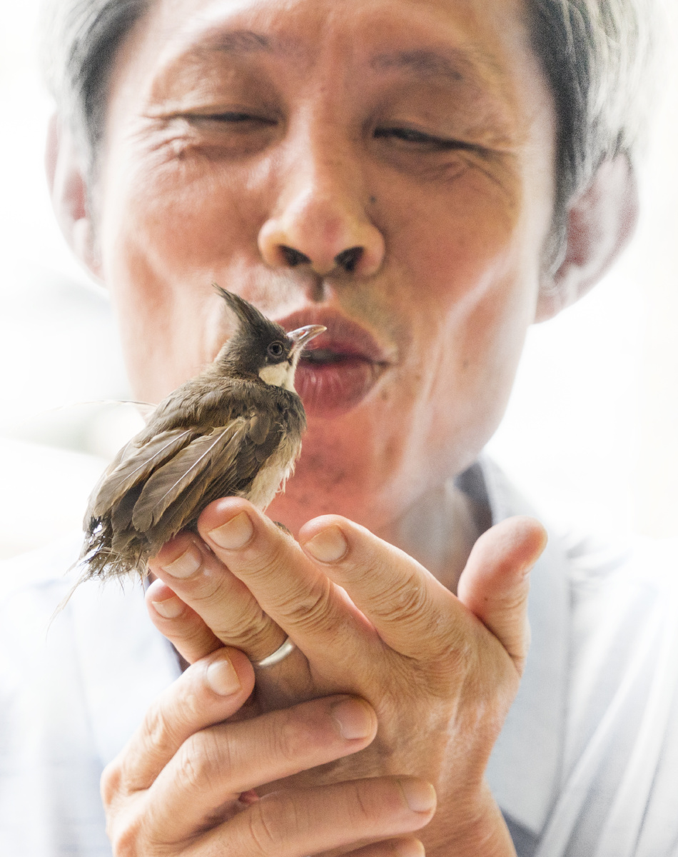 一阵风把树上学飞的一只小鸟刮到了地上,它拍打着翅膀,挣扎着想回到树
