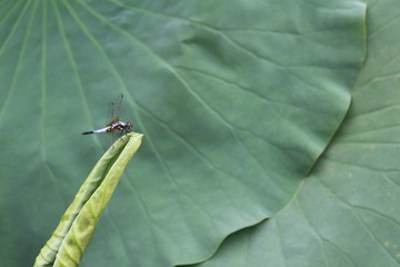 2E0A9100-099F-49DA-92F4-033FC237EBBB/L0/001