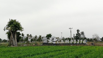 295356