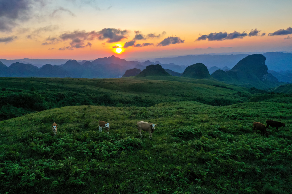 阿西里西大草原