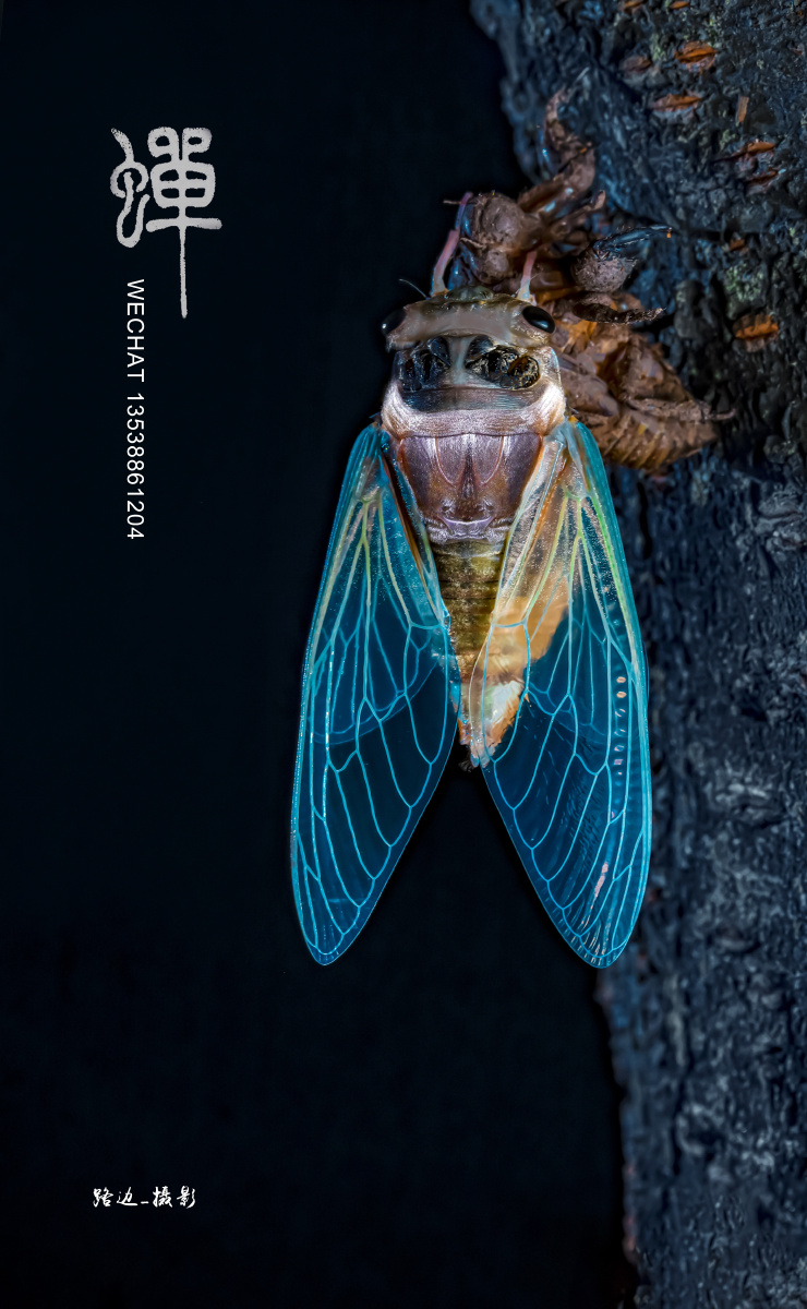 蝉之夜 - 路边_摄影