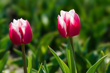 _DSC0024