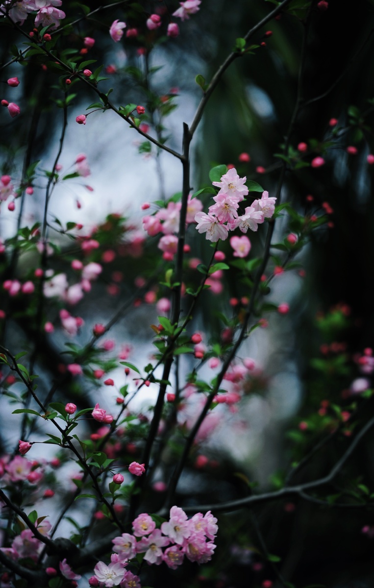 花开花落又一年