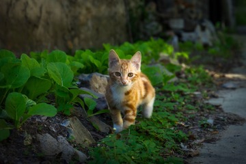 小奶猫的成长