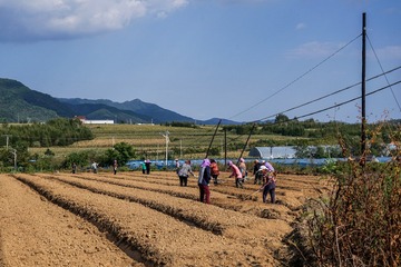 面朝黄土背朝天