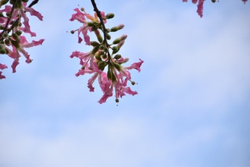 CSC_0058