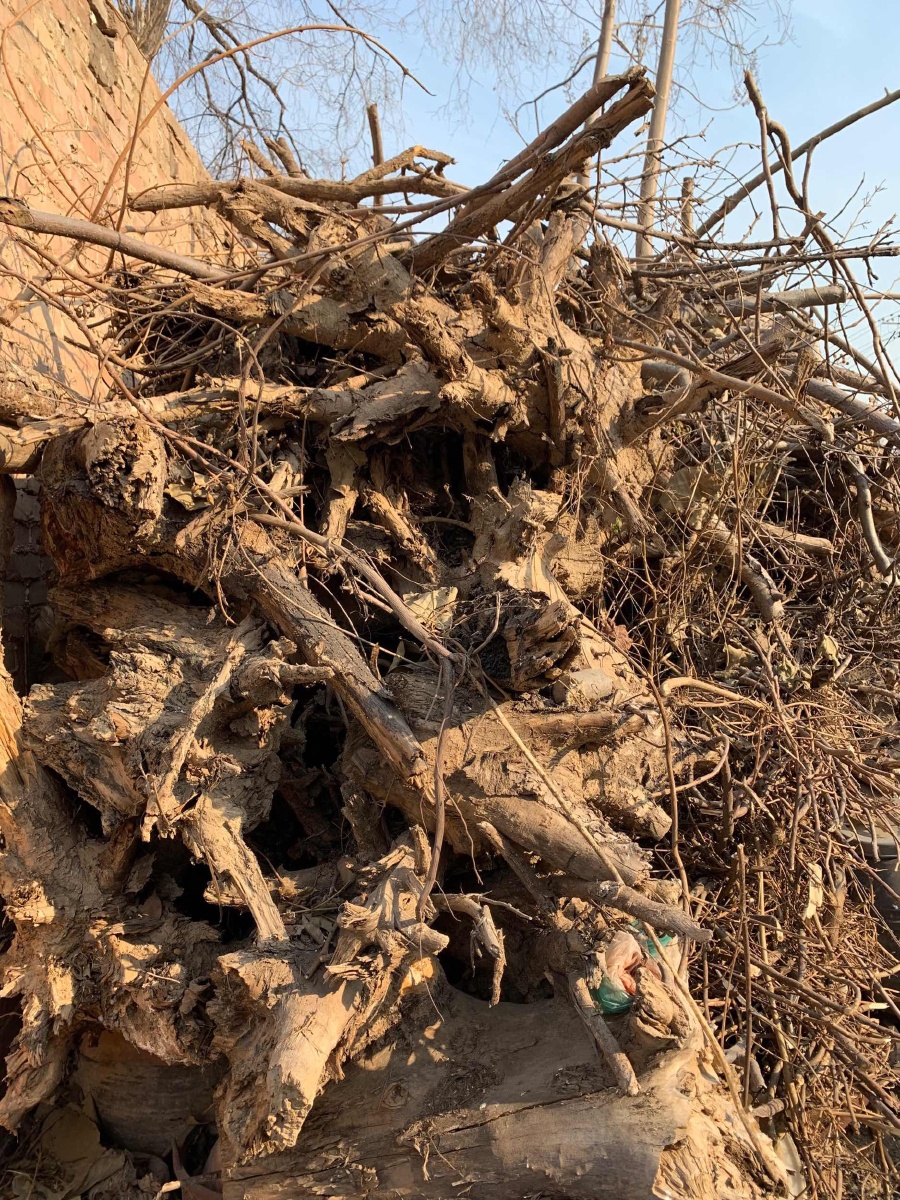 日子过成诗 165 春天,有她自己的样子