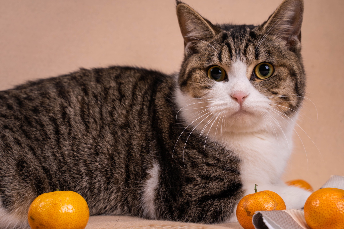 狸花猫的生活日记一起来数小胡子