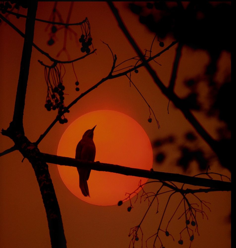 黄昏鸟夕阳无限好只是近黄昏这是属于江南小镇的一份静谧