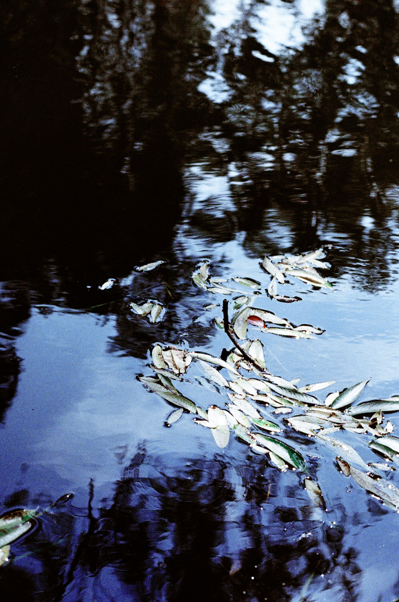 夏の始まり - noridayo - 图虫