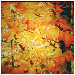 DP0Q2218-01