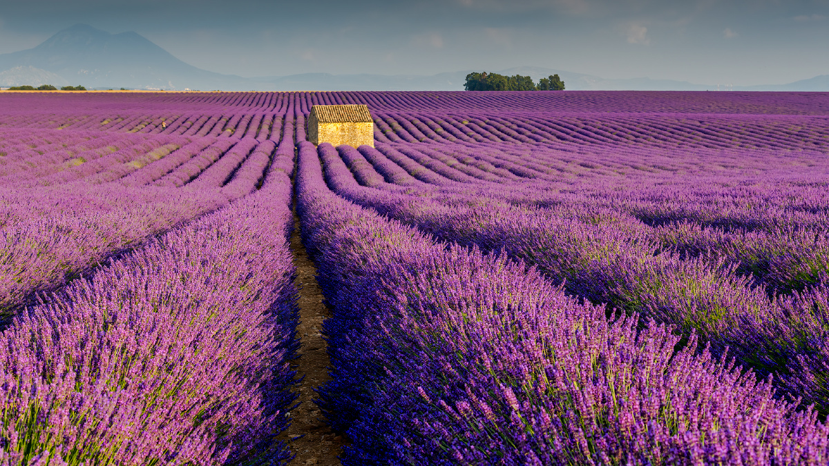 夏季流行色普罗旺斯薰衣草