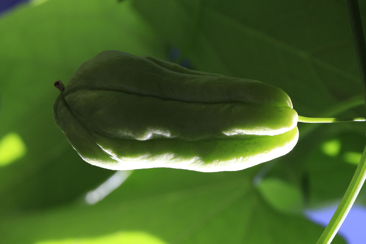 美味珍馐佛手瓜