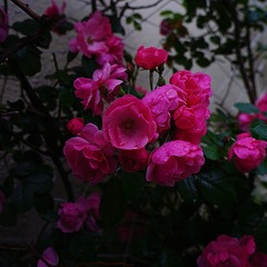56006CC1-FA87-43C7-99C9-8257607B6676/L0/001
