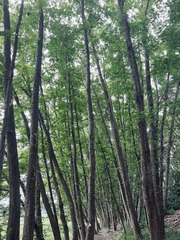 B8323A78-65FE-4C9A-9BDD-E8CA4387EC8A/L0/001