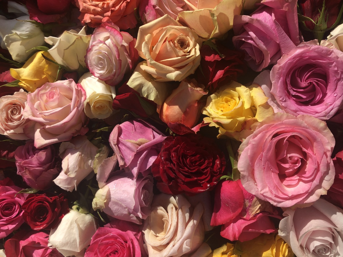 五彩缤纷的玫瑰花