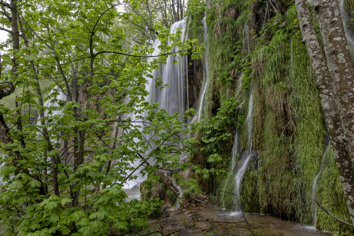 banana - linnet - 图虫网 - 优质摄影师交流社区
