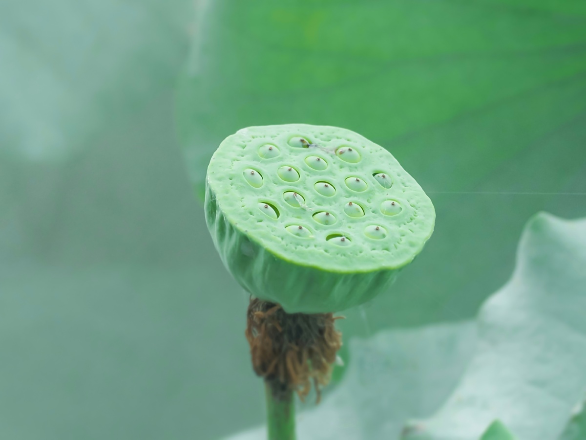 荷叶五寸荷花娇贴波不碍画船摇