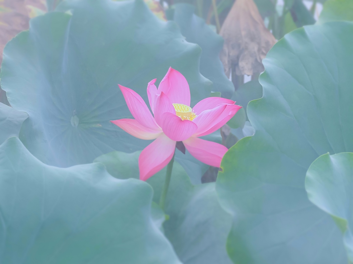 荷叶五寸荷花娇贴波不碍画船摇